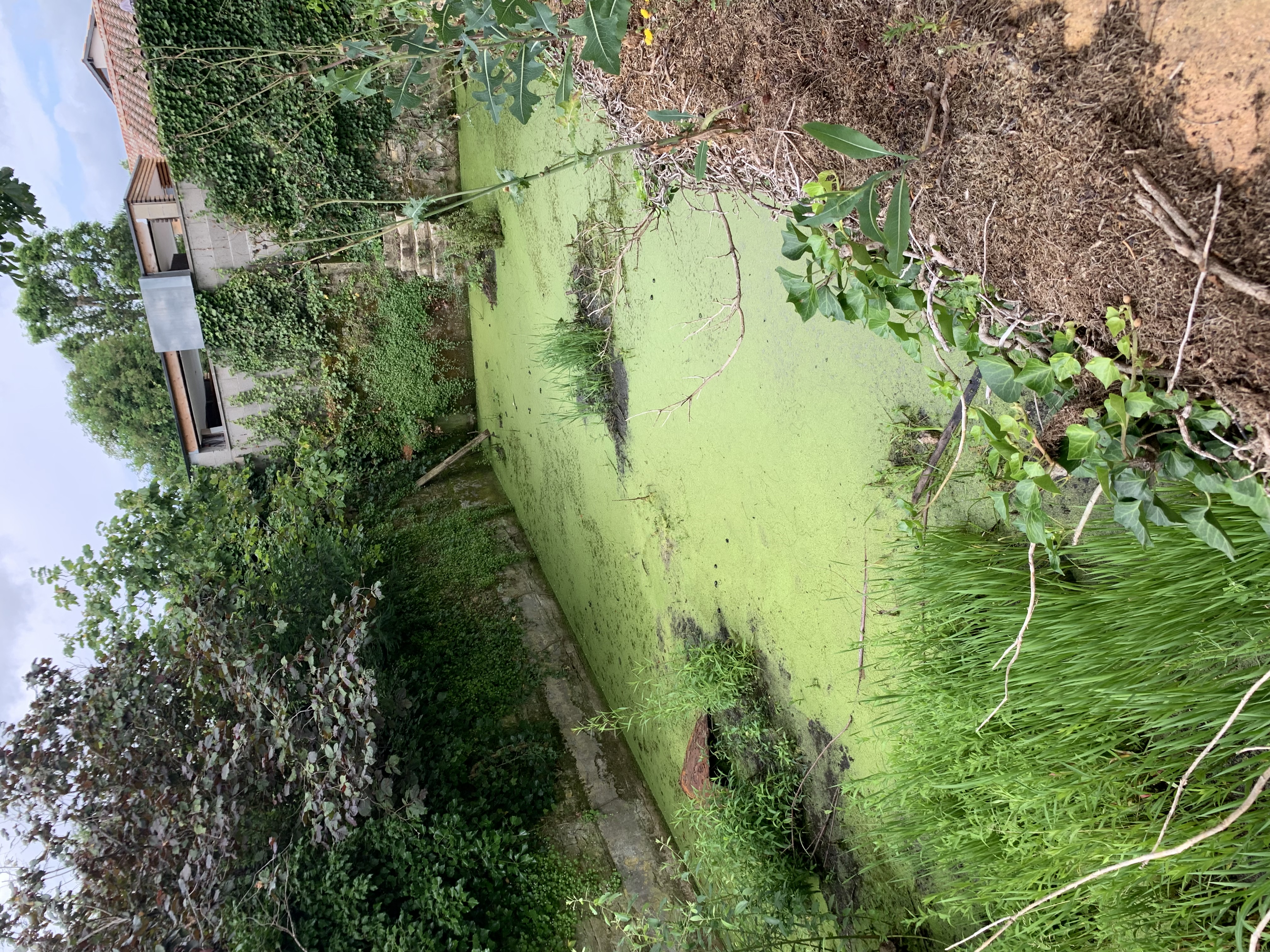 Zone d'eau stagnante pouvant servir de gîte larvaire pour le moustique tigre
